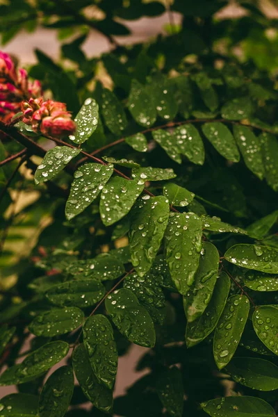 Grönt Löv Med Droppar Vatten Stora Vackra Droppar Genomskinligt Regnvatten — Stockfoto