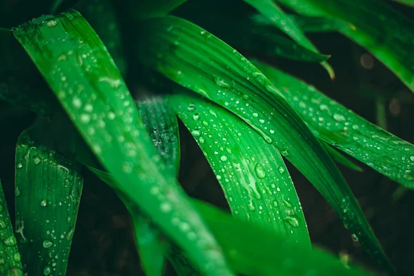Yeşil yaprak ve su damlaları. Yeşil yapraklı makronun üzerinde büyük, şeffaf yağmur suyu damlaları. Sabahları çiy damlaları güneşte parlar. Doğadaki güzel yaprak dokusu. Doğal arkaplan