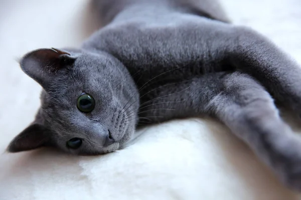 Kucing Domestik Adalah Hewan Peliharaan Yang Hebat Untuk Dipeluk Dan — Stok Foto