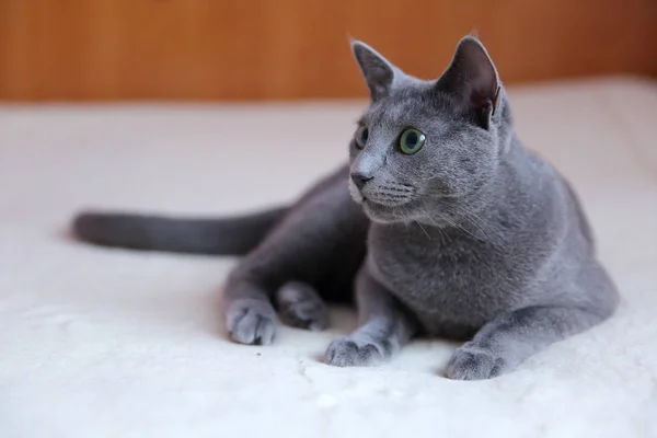 Hauskatzen Sind Tolle Haustiere Zum Kuscheln Und Umarmen — Stockfoto