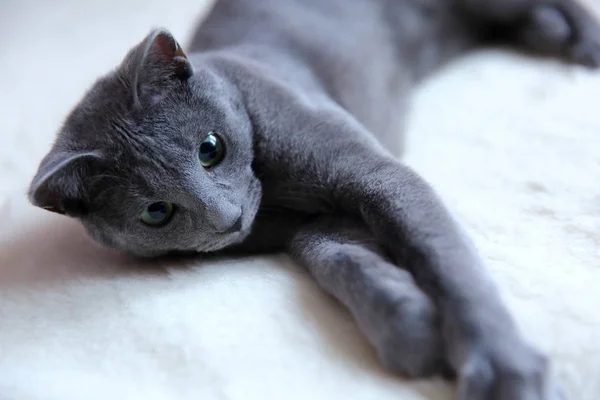 Los Gatos Domésticos Son Grandes Mascotas Para Abrazar Abrazar —  Fotos de Stock