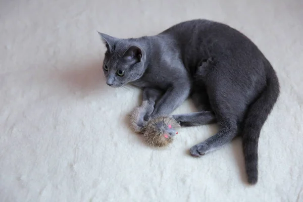 Los Gatos Domésticos Son Grandes Mascotas Para Abrazar Abrazar — Foto de Stock