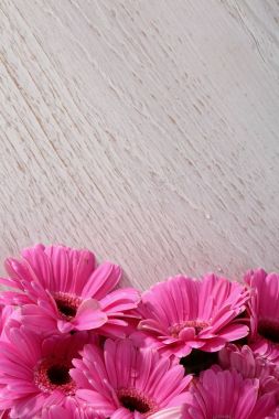 Gerbera ile büyük bir güzel önümüzdeki bir herhangi bir bağlama harika Dekorasyon dekorasyon kesme çiçekler ile mi.