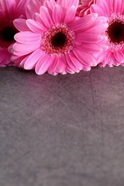 Gerbera ile büyük bir güzel önümüzdeki bir herhangi bir bağlama harika Dekorasyon dekorasyon kesme çiçekler ile mi.