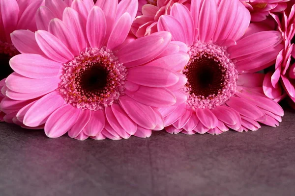 Gerbera Con Una Gran Inflorescencia Hermosa Una Decoración Maravillosa Cualquier — Foto de Stock