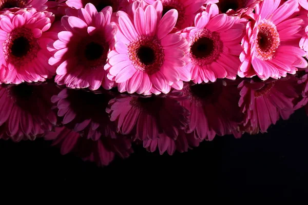 Gerbera Con Una Gran Inflorescencia Hermosa Una Decoración Maravillosa Cualquier — Foto de Stock