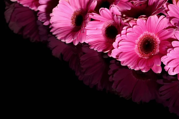 Gerbera Mit Einem Großen Schönen Blütenstand Ist Eine Wunderbare Dekoration — Stockfoto