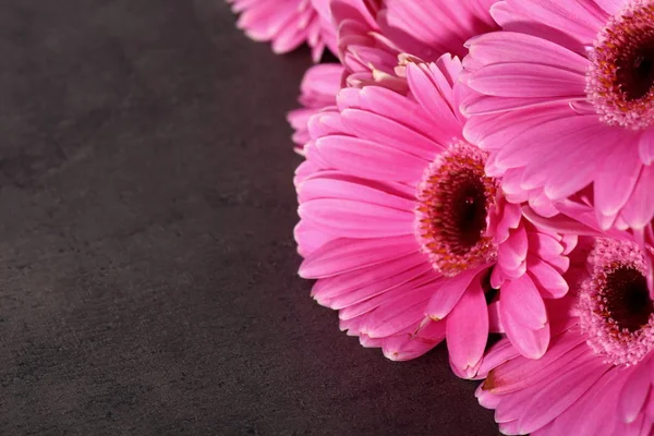 Gerbera Dużym Pięknym Kwiatostan Jest Wspaniałe Zdobienia Każdej Sprzedaży Wiązanej — Zdjęcie stockowe