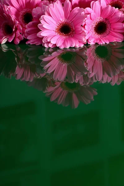 Gerbera Con Una Grande Bella Infiorescenza Una Meravigliosa Decorazione Qualsiasi — Foto Stock