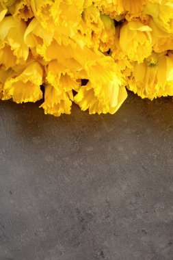 Narcissus - Nergis, bir tür amaryliaceous bitki türlerinin.