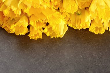 Narcissus - Nergis, bir tür amaryliaceous bitki türlerinin.