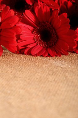 Gerbera ile büyük bir güzel önümüzdeki bir herhangi bir bağlama harika Dekorasyon dekorasyon kesme çiçekler ile mi.