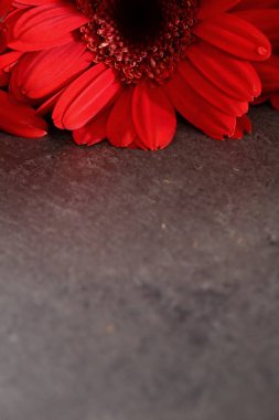 Gerbera ile büyük bir güzel önümüzdeki bir herhangi bir bağlama harika Dekorasyon dekorasyon kesme çiçekler ile mi.