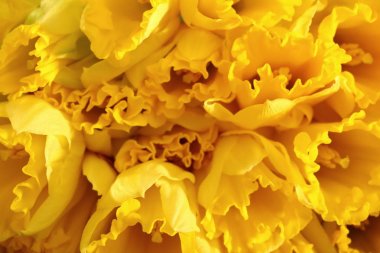 Narcissus - Nergis, bir tür amaryliaceous bitki türlerinin.