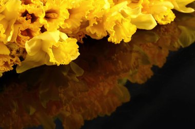 Narcissus - Nergis, bir tür amaryliaceous bitki türlerinin.