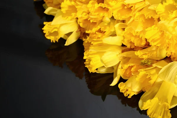 Narzisse Narzisse Eine Sorte Von Amaryllispflanzen — Stockfoto