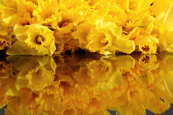 Narcissus - Nergis, bir tür amaryliaceous bitki türlerinin.