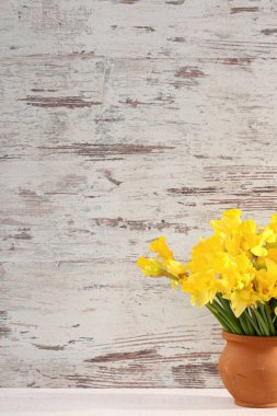 Narcissus - Nergis, bir tür amaryliaceous bitki türlerinin.