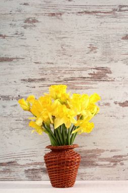 Narcissus - Nergis, bir tür amaryliaceous bitki türlerinin.