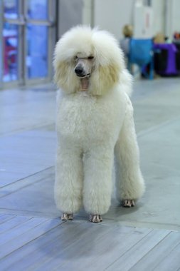 Bir köpek bir adamın en sadık dört ayaklı dostudur..