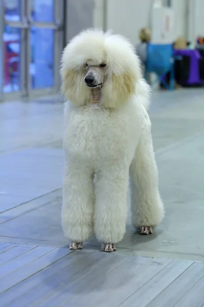 Een Hond Trouwste Vierbenige Vriend Van Een Man — Stockfoto