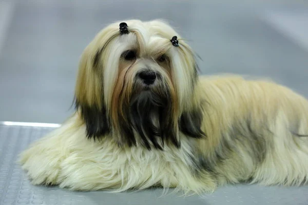 Bir Köpek Bir Adamın Sadık Dört Ayaklı Dostudur — Stok fotoğraf