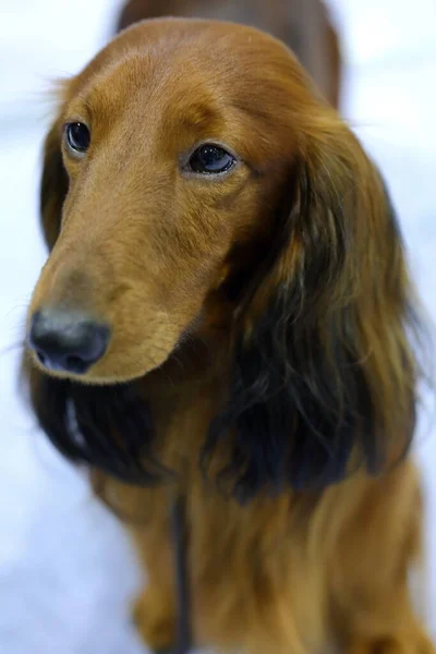 Собака Самый Верный Четырехногий Друг Человека — стоковое фото