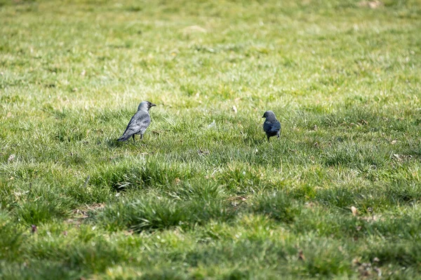 Tagsüber Suchen Wildvögel Saftigen Gras Nach Insekten Und Samen — Stockfoto