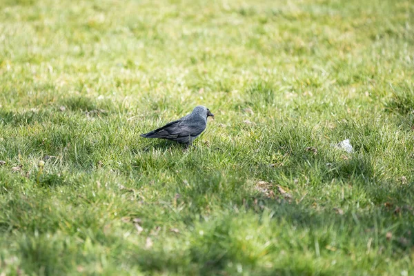 Tagsüber Suchen Wildvögel Saftigen Gras Nach Insekten Und Samen — Stockfoto