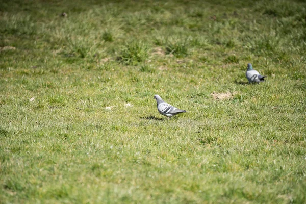 Pendant Journée Les Oiseaux Sauvages Recherchent Des Insectes Des Graines — Photo