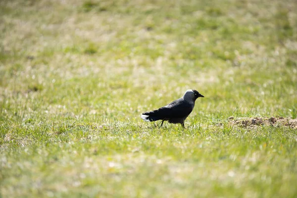 Tagsüber Suchen Wildvögel Saftigen Gras Nach Insekten Und Samen — Stockfoto