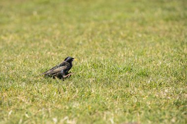 Gündüzleri, yabani kuşlar yemyeşil otların arasında böcek ve tohum arar..