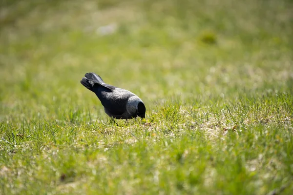 Tagsüber Suchen Wildvögel Saftigen Gras Nach Insekten Und Samen — Stockfoto