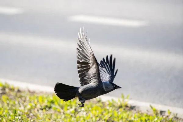 Tagsüber Fliegen Wildvögel Auf Der Suche Nach Den Besten Futterplätzen — Stockfoto