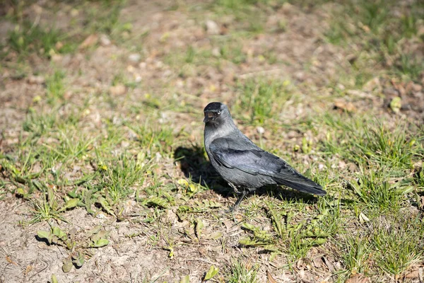 Během Dne Volně Žijící Ptáci Hledají Hmyz Semena Mezi Bujnou — Stock fotografie