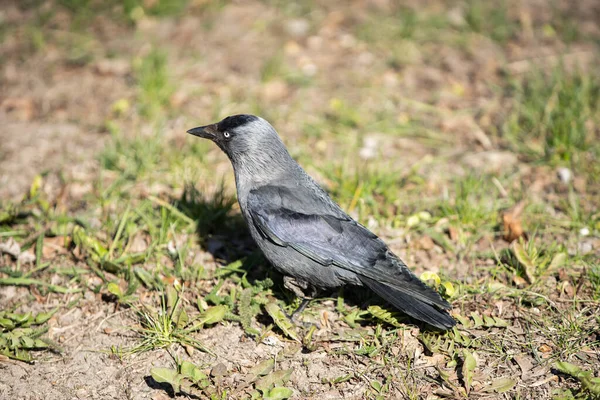 Tagsüber Suchen Wildvögel Saftigen Gras Nach Insekten Und Samen — Stockfoto