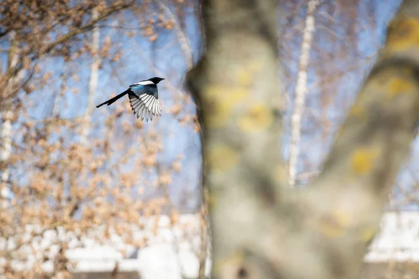 Během Dne Volně Žijící Ptáci Létají Při Hledání Nejlepší Krmení — Stock fotografie