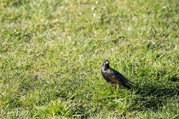 Durante Dia Aves Selvagens Procuram Insetos Sementes Entre Grama Exuberante — Fotografia de Stock