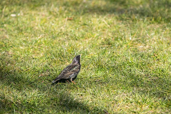 Durante Dia Aves Selvagens Procuram Insetos Sementes Entre Grama Exuberante — Fotografia de Stock