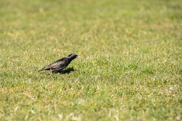 Durante Dia Aves Selvagens Procuram Insetos Sementes Entre Grama Exuberante — Fotografia de Stock