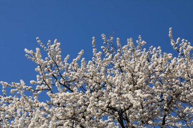 Ağaçların çiçek açma dönemi arılar ve diğer çeşitli tozlaşan böcekler için yoğun bir dönemdir. İlkbaharda Mirabelle eriği sık sık bir milyon beyaz çiçek yağmuruna tutulur..