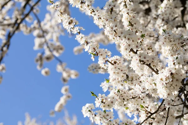 Die Blütezeit Der Bäume Ist Eine Arbeitsreiche Zeit Für Bienen — Stockfoto