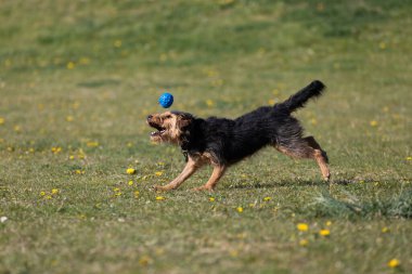 Bir köpek yeşil çimlerde koşar ve kauçuk topu düzgünce almayı öğrenir..