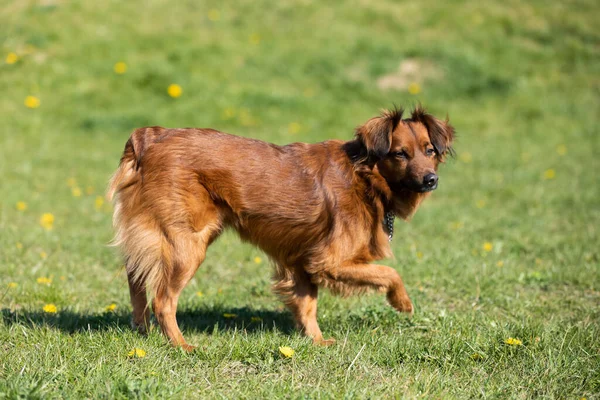 Chien Métis Reste Incertain Sur Pelouse Verte Regarde Intensément — Photo