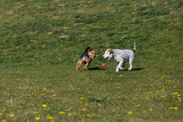 Green Grass Two Dogs Run Owner Throws Ball Play Together — Stock Photo, Image
