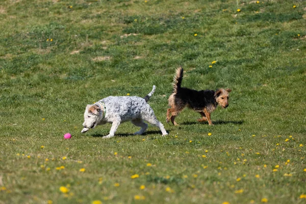 在绿草上 两条狗跟在主人后面跑 把球扔出去 一起玩 — 图库照片