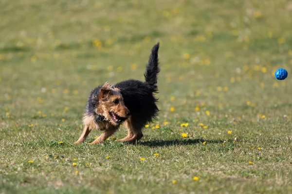 一只狗在绿色的草坪上奔跑 学会了正确地捡起一只橡皮球 — 图库照片