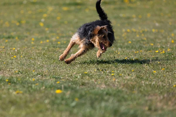 一只狗在绿色的草坪上奔跑 学会了正确地捡起一只橡皮球 — 图库照片