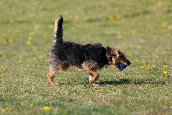 Cão Depois Pegar Uma Pequena Bola Retorna Mestre Gramado Verde — Fotografia de Stock