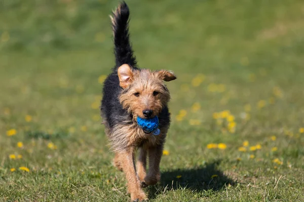 Dog Catching Small Ball Returns Master Green Lawn — Stock Photo, Image